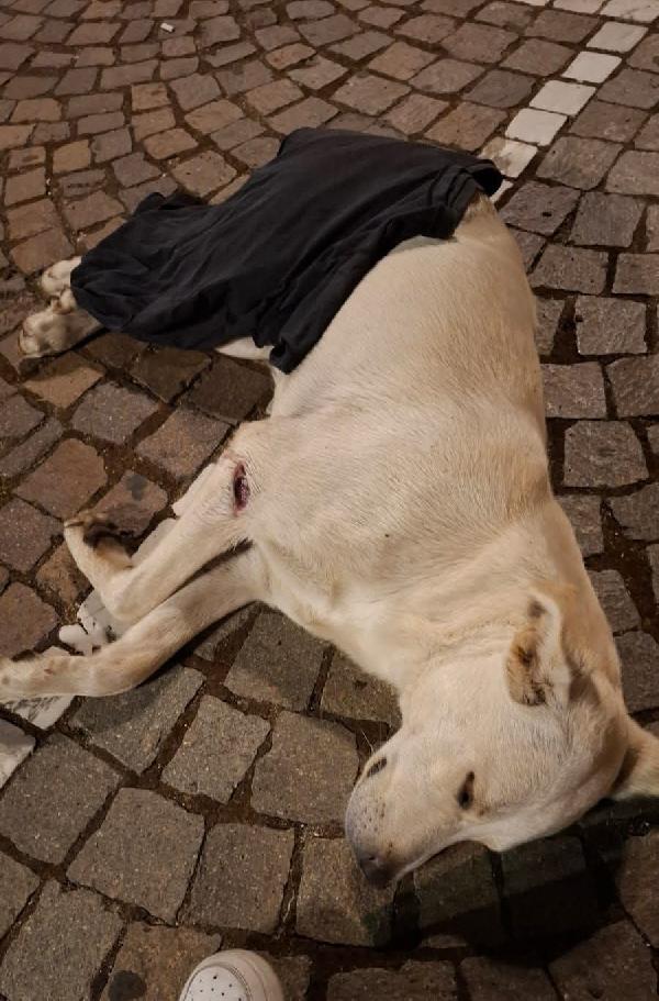 Kim 2 Anni Simil Labrador